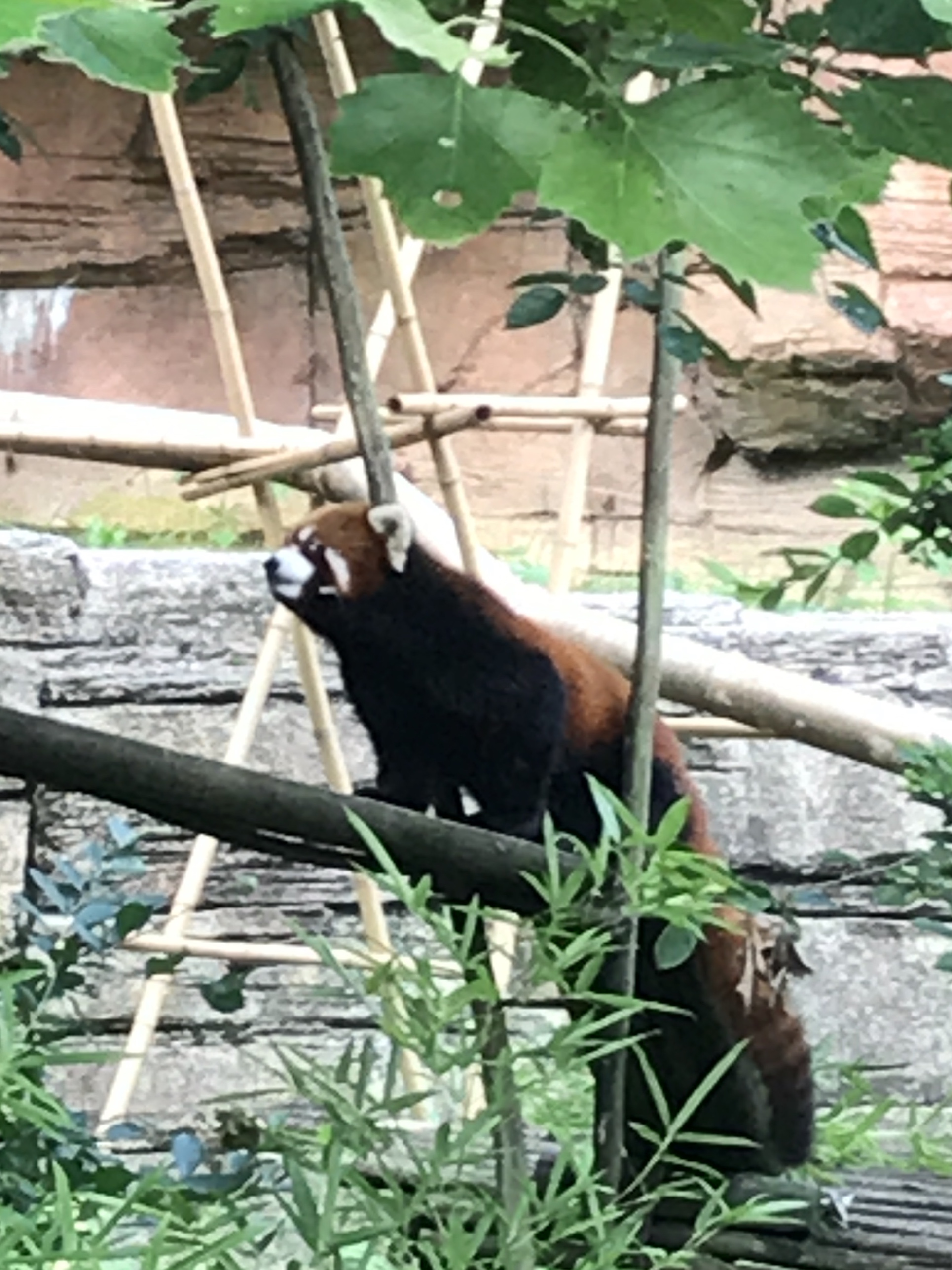 Red panda at Columbus zoo