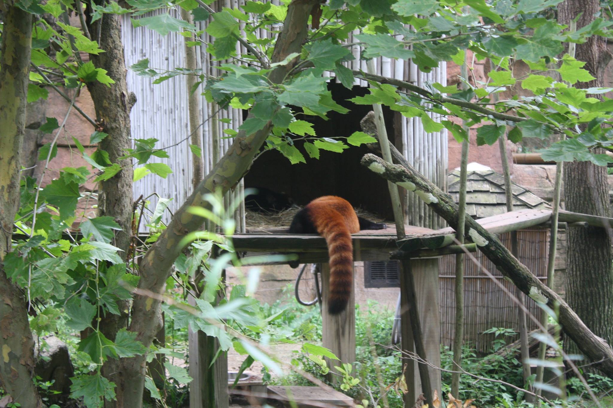 Red panda at Columbus zoo